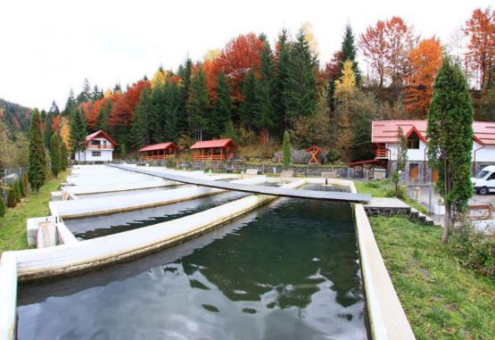 Hotel Paltinis  Borsa Romania