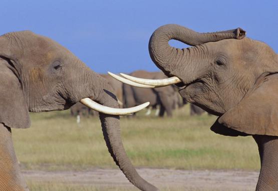 Safari in Parcurile Tsavo si Amboseli 3 nopti + Plaja 4 nopti  Coasta de Sud Kenya