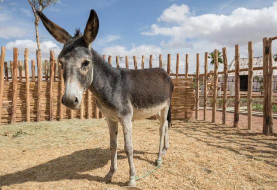 Be Live Experience Marrakech Palmeraie Marrakech Maroc