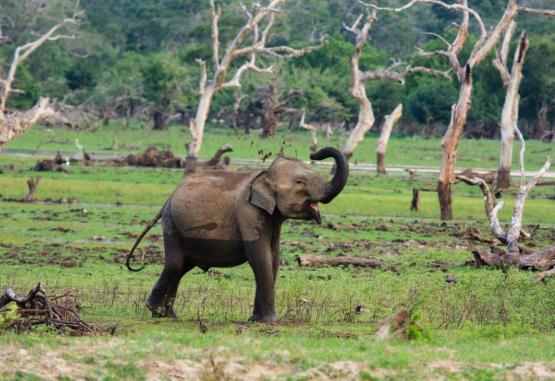 Chena Huts By Uga Escapes  Sri Lanka 